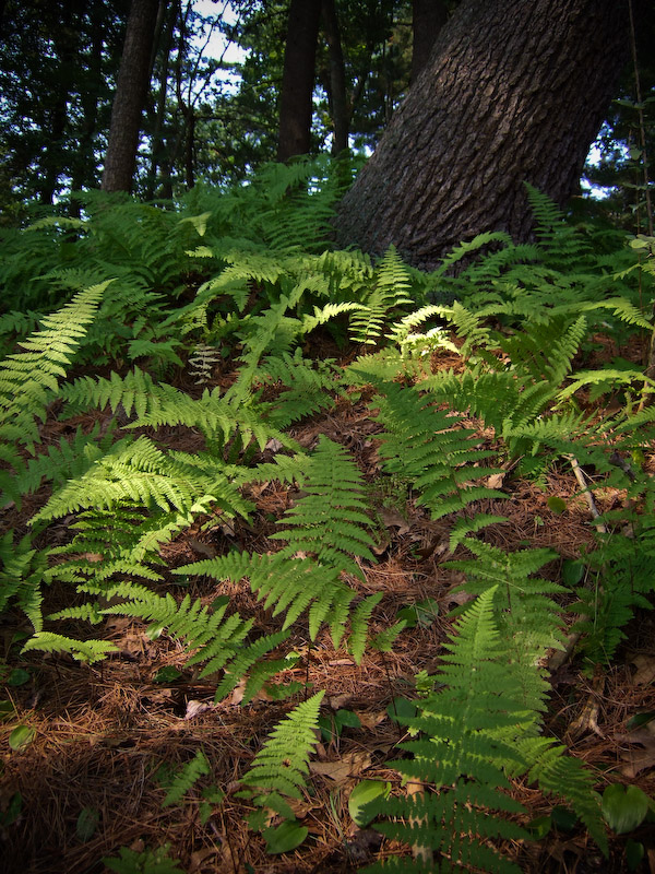 Copyright 2007, John B. Britton