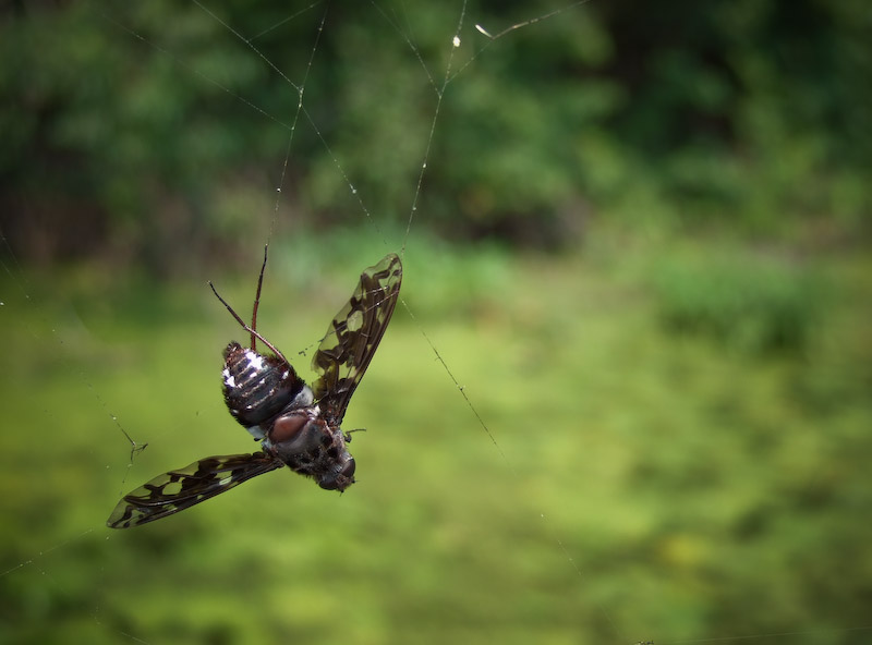 Copyright 2007, John B. Britton